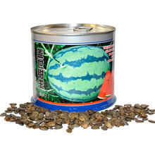 甜王西瓜种子早熟高甜西瓜种籽大瓜形皮薄甜脆爽口大红瓤 抗裂耐运输露天基地温室大棚种植蔬菜瓜果种子 盖世甜王西瓜种子50克约850粒