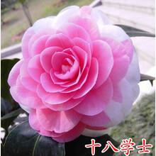 盆栽茶花苗 四季香妃茶花 山茶花盆栽带花苞浓香型茶花树庭院室内好养五色赤丹茶花树苗花卉植物 十八学士 2年苗