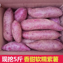 沙地紫薯9斤新鲜当季番薯农家自种板栗小地瓜香红薯山芋蔬菜 2斤大果