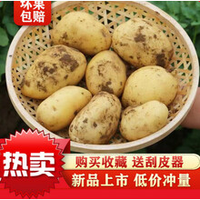 云南新鲜现挖大土豆批发黄心土豆5/10斤马铃薯士豆鲜洋芋土豆 白皮 10斤带箱【大号】净重9-9.5斤