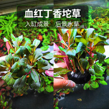 水草植物鱼草缸懒人坨草活体新手入门级无土净化水质不用泥的水草 血红丁香坨草小坨