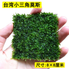 大三角莫斯水草活体摩丝真水草沉木莫丝鱼缸水族箱造景装饰 小三角莫斯1片