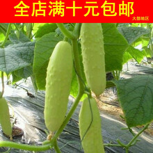 TLLZ蔬菜种子瓜果种子植物种子春秋黄瓜种子约20粒