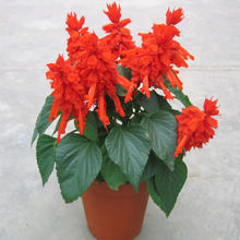 一串红 （正常发货）种子盆栽花草矮串红高串红花种子四季播易种花海花卉花籽一播大地 一串红300粒