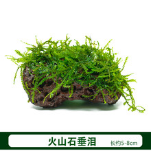 鱼缸水族箱虾缸草缸定植火山石大美凤莫斯造景凤尾苔垂泪三角莫斯 5-8cm火山石垂泪