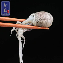 尚淘 东山岛小墨斗鱼800g（40-50只）新鲜小乌贼小墨鱼仔海鲜水产 800g