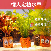 森悠 SARYOR鱼缸水草有茎活体淡水植物生态阴性真水草水溶增氧懒人造景套餐 迷你九冠*2