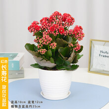 长寿花盆栽大花重瓣巴黎系列单瓣四季开花花卉室内带花苞桌面植物 红色花 不含盆
