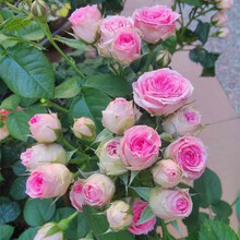 【买二送一】月季花苗当年开花爬藤特大花盆栽地载花苗庭院藤本植物欧月蔷薇玫瑰果汁阳台粉龙红龙 粉色多头【不爬藤】