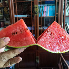 寿禾 迷你小西瓜种子薄皮水果小糖丸西瓜种籽苏梦6号小型瓜圆形高产北方红瓤皮薄瓜超甜早熟高产盆栽砂瓜孑 小糖丸西瓜 10粒散装