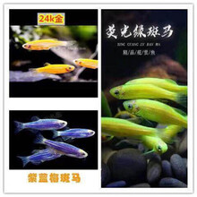 豆乐奇 斑马鱼 淡水鱼 观赏鱼 小型鱼 热带鱼 蓝莓斑马蝶翼斑马 灯科鱼 群游鱼 好养易活 新手鱼 柠檬+蓝莓+苹果绿各2条
