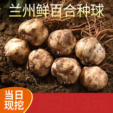 食用百合种球 商品搜索 京东 食用百合种球 商品搜索 京东
