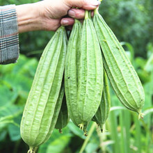 原厂蔬菜种子四季播香菜籽菜心韭菜番茄子辣椒萝卜茼蒿阳台盆栽孑 卡其色 大肉丝瓜约13粒