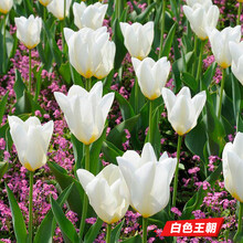 郁金香种球荷兰进口室内阳台郁金香种子花苗盆栽水养耐寒花卉植物 白色王朝（郁金香五球装+肥） 6CM及以上