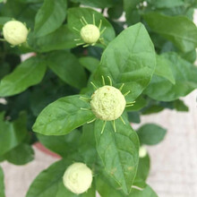 【雅之典】虎头茉莉花盆栽室内花卉双色茉莉观花植物绿植重瓣笔尖茉莉四季开花带花苞 虎头茉莉 不含盆