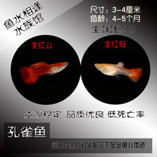 豆乐奇 孔雀鱼 凤尾鱼 繁殖鱼 胎生鱼 热带鱼观赏鱼淡水鱼百万鱼活体鱼小型鱼彩虹鱼孔雀鱼纯种孕母好养 全红孔雀鱼2对