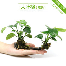 鱼缸水族箱造景水榕沉木活体水草淡水无土植物后景宫廷水草绿菊 双头大叶榕