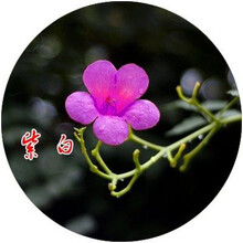 美国凌霄花苗庭院爬藤植物俄罗斯老桩大盆栽四季灵霄开花绿化攀爬 紫白凌霄4年(当年开花) 不含盆