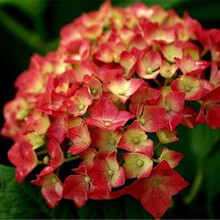 花询 绣球盆栽绿植 幸运花八仙绣球花苗无尽夏绣球花卉 晚霞红