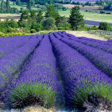 四季开花栀子花种子 阳台室内植物盆栽套餐绿植花卉花草易活种籽 普罗旺斯薰衣草100粒懒人盆套餐