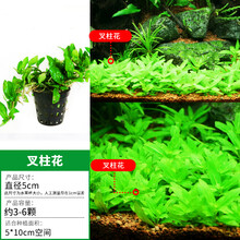 鱼缸前景水草迷你矮爬地珍珠牛毛毡活体真水草水族箱装饰造景草坪 【中前景】叉柱花