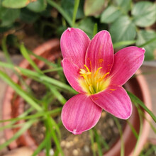 月娥葱兰花苗韭兰风雨兰种球花卉葱莲多年生耐寒四季播种庭院绿化花苗 红色风雨兰20颗 裸根不带土