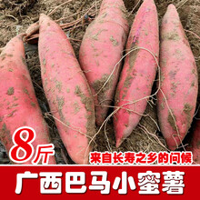 广西巴马小蜜薯 广西巴马红蜜薯 板栗薯无筋香甜糖心地瓜8斤