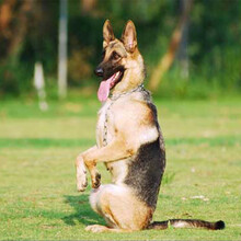 家庭驯狗计划电子书//宠物培训宠物用品/拍下留邮箱