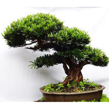 日本红枫种子红舞姬 秋火焰 庭院家居观赏盘景树种子小型红枫树苗 罗汉松种子100粒