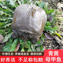 正画外塘生鲜大甲鱼苗活物淡水小甲鱼苗活体鳖苗老鳖王八团鱼 1.2-1.4斤规格甲鱼