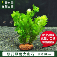 水草活体鱼缸装饰淡水植物莫斯沉木水榕水族箱造景套餐懒人真水草 / 双孔绿菊火山石