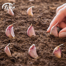 寿禾山东红皮大蒜种子紫皮批发可出蒜苔蔬菜种籽 山东红皮大蒜 500g(不带根)