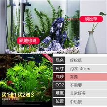 鱼缸水草植物活体真草造景莫斯懒人增氧淡水榕沉木爬地趴地矮珍珠 蜈蚣草