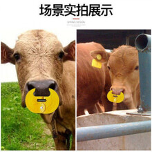 其六牛犊子断奶器神器小牛忌奶器的记牛犊犊牛戒奶用牛鼻环牛鼻圈刺钳 20个