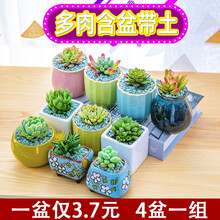奥狸狸多肉植物含盆带土组合小盆栽室内肉肉花植物多肉花盆营养土绿植 亏本，多肉随机4颗盆栽 含盆含土