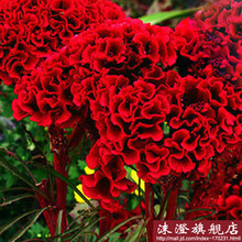 花中酷   鸡冠花种子凤尾鸡冠花种子花卉植物种子阳台盆栽 鸡冠花花草林木 大红 50粒