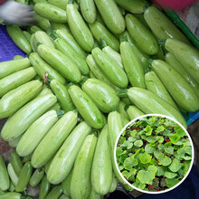 寿禾 西葫芦种子秧苗种苗寿光蔬菜种孑菜瓜小瓜翠宝菜籽翠绿 高产春夏季播种阳台庭院盆栽苗种苗种苗种籽 【耐热高产】寿禾夏圣西葫芦种子20粒原装