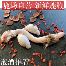 鹿场 新鲜鹿鞭 整条 干鹿鞭 整枝 成年干鹿鞭一条 鲜鹿鞭-未成年小鹿鞭