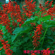 一串红种子春秋播多年生阳台庭院盆栽一串蓝花苗象牙红串串红花籽 高杆一串红500粒 送肥料