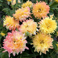 【买二送一】月季花苗当年开花爬藤特大花盆栽地载花苗庭院藤本植物欧月蔷薇玫瑰金丝雀 烟花波浪【不爬藤】