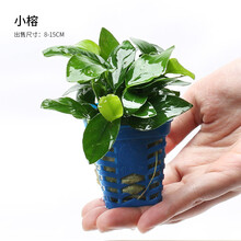 青青自然鱼缸造景新鲜水草活体水榕阴性草易养榕草懒人水草迷你水榕黄金水榕小榕莫斯沉木燕尾榕瓦里斯榕 小榕