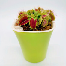 八目尚賞 捕蝇草盆栽新奇趣味捕虫草食人花卉绿植食虫草新奇趣味捕蝇草 美人齿4-5CM 带盆栽好