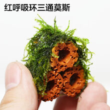 莫斯屋造景虾窝鱼虾透明亚克力虾屋观赏虾繁殖罐虾罐虾窝虾莫斯虾屋水草6026 2个红呼吸环三通莫斯