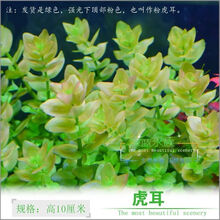 [京选推荐]【水草活体】【真水草】好养耐活真水草植物绿菊鱼缸水草造景 虎耳1杯10支左右(带固定瓷环)