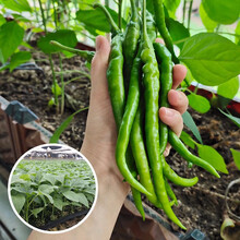 寿禾 辣椒苗各种青椒苗寿光蔬菜苗苗子朝天椒苗带土发货春季山东菜苗秧苗疏菜种苗菜苗秧 杭椒苗 6棵