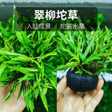 水草植物鱼草缸懒人坨草活体新手入门级无土净化水质不用泥的水草 翠柳坨草小坨