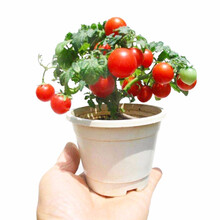 美农汇 盆栽矮生番茄种子矮生黄色樱桃小西红柿盆栽红番茄阳台园艺特色小番茄庭院盆栽樱桃番茄苗 矮生番茄红色 50粒