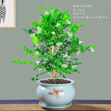 九里香盆栽盆景老桩浓香四季植物七里香树苗大苗室内花卉绿植 九里香+粉青盆618+陶瓷圆托盘 含盆
