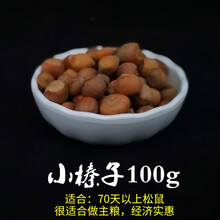 蜜哆爱松鼠粮食主食黄山粮食雪地红腹松子松塔魔王零食磨牙食物松鼠用品 小榛子100g