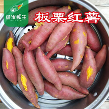 板栗红薯新鲜地瓜黄心小香薯沙地番薯农家现挖金手指粉糯香甜非大红薯 西瓜红 鱼米鲜生 板栗香薯【5斤小果】